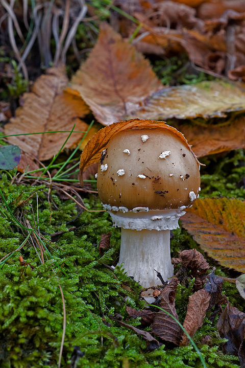 Funghi, mushroom, fungi, fungus, val d'Aveto, Nature photography, macrofotografia, fotografia naturalistica, close-up, mushrooms, val graveglia